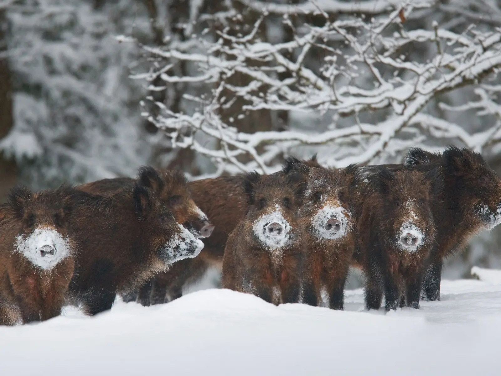 野猪冬天为什么上最高山头过冬,东北冬天的野猪喜欢在什么地方