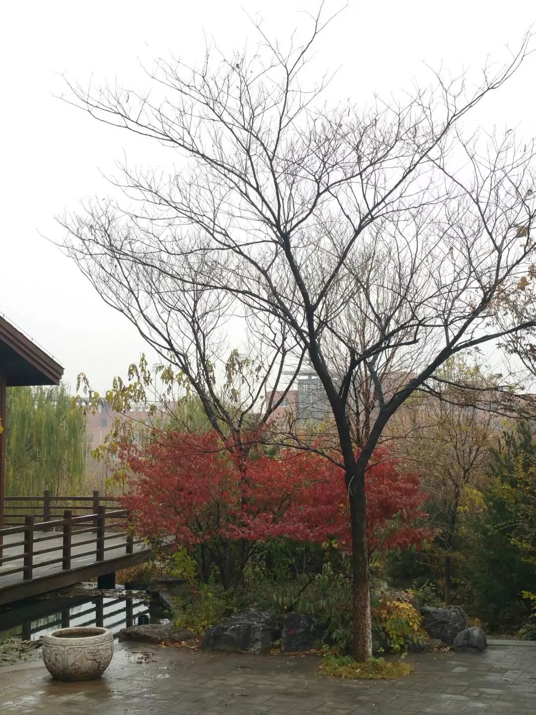 *欢合**：树姿优雅，叶形秀丽，昼开夜合，开粉红色有绒缨状花