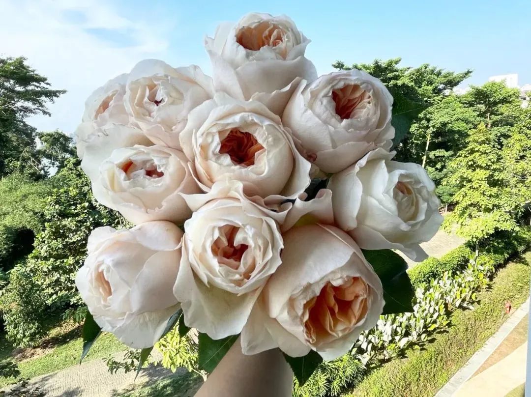 鲜花在水里能养几天会死,新加坡盆栽花卉怎么养