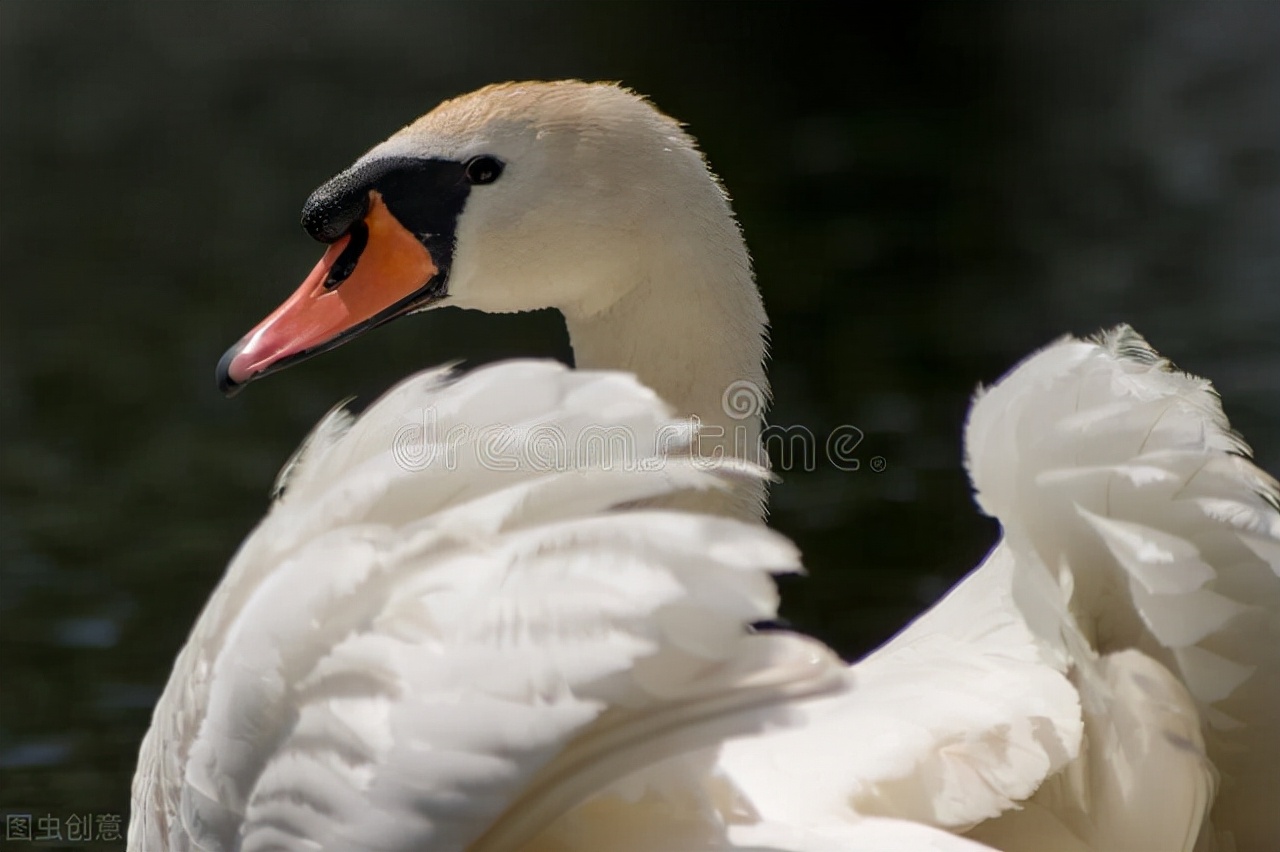 你能分清楚吗,带你认清现实丑小鸭