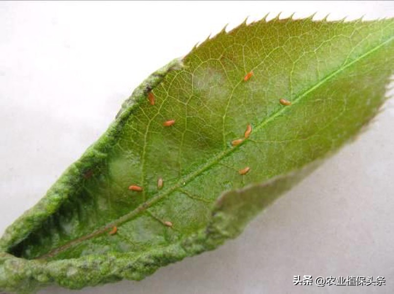 昆虫的习性与行为与害虫防治,害虫防治与昆虫分类