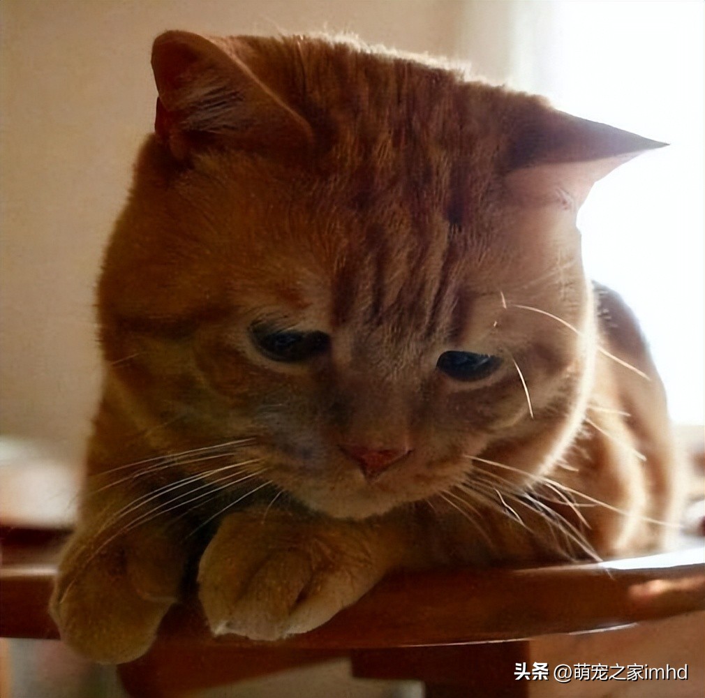哪些行为会让猫咪得抑郁症,猫咪的六大表现是抑郁症