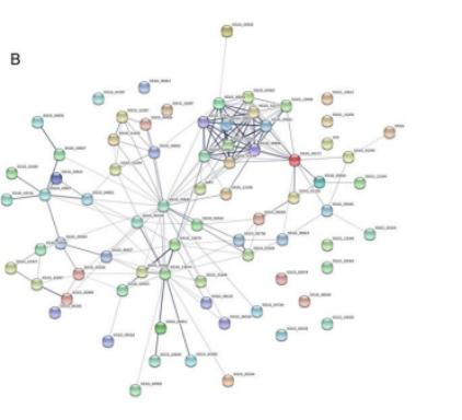 海藻糖代谢,海藻糖对植物抗逆性的作用