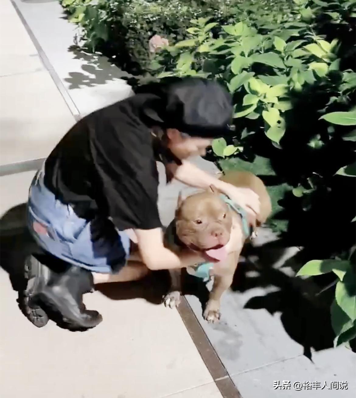 陈乔恩携老公回北京遭狠批!时隔两年见爱犬好激动,全程没有牵绳