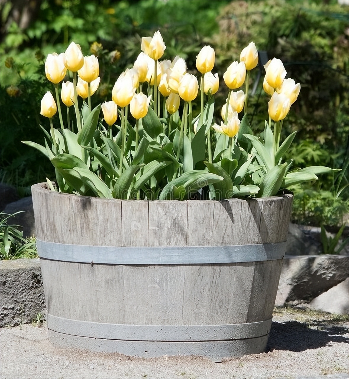 郁金香叶子发黄蔫了,郁金香叶片枯萎怎么办