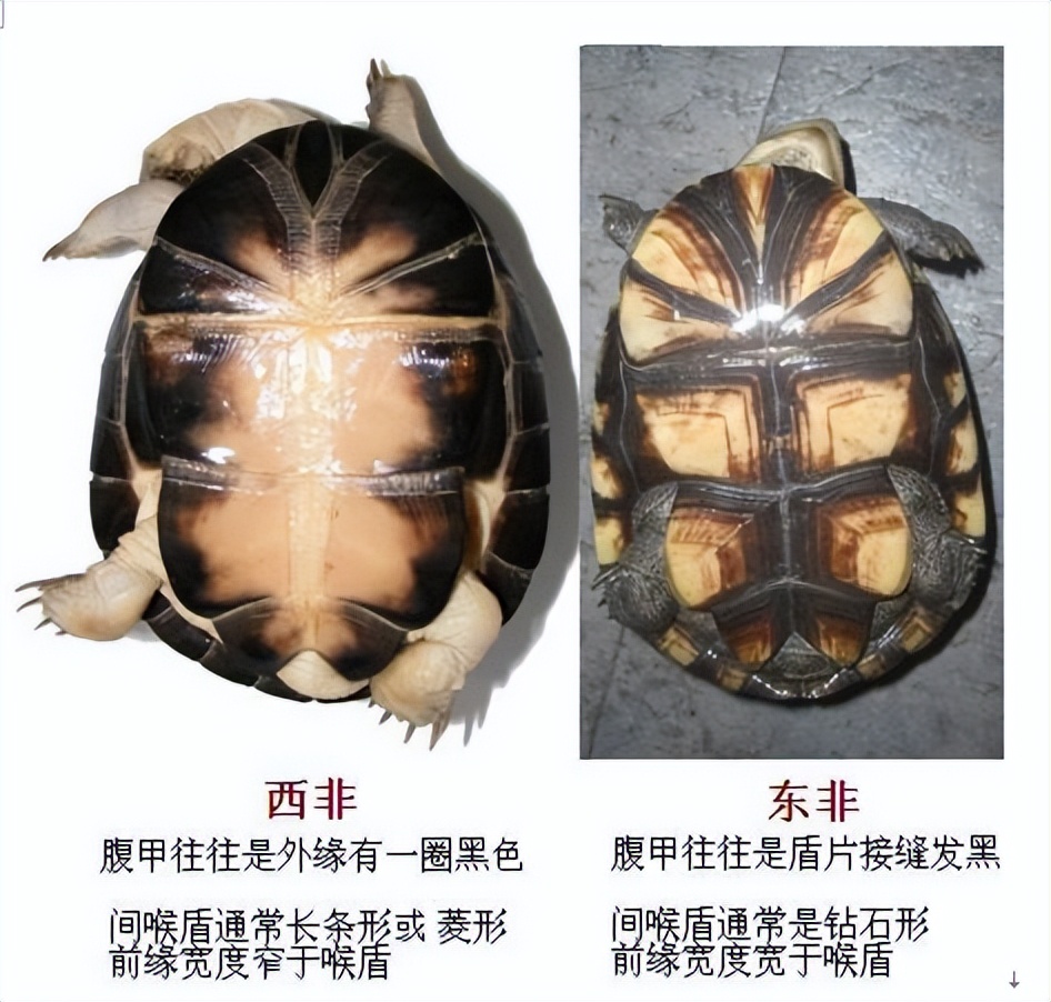 最常见的乌龟是哪种龟,常见乌龟的种类有哪些