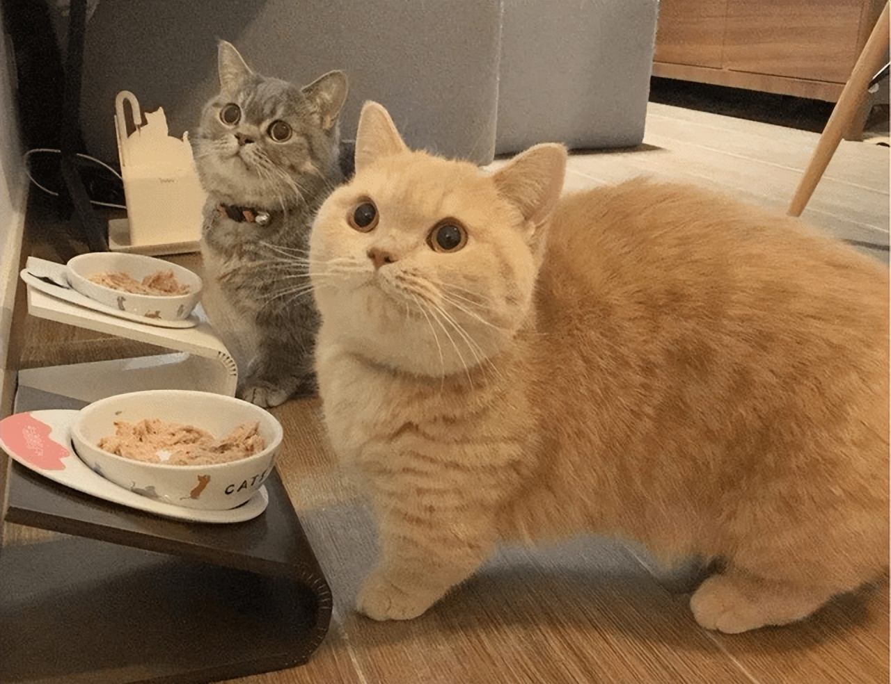 为什么说别养矮脚猫,矮脚猫的优缺点