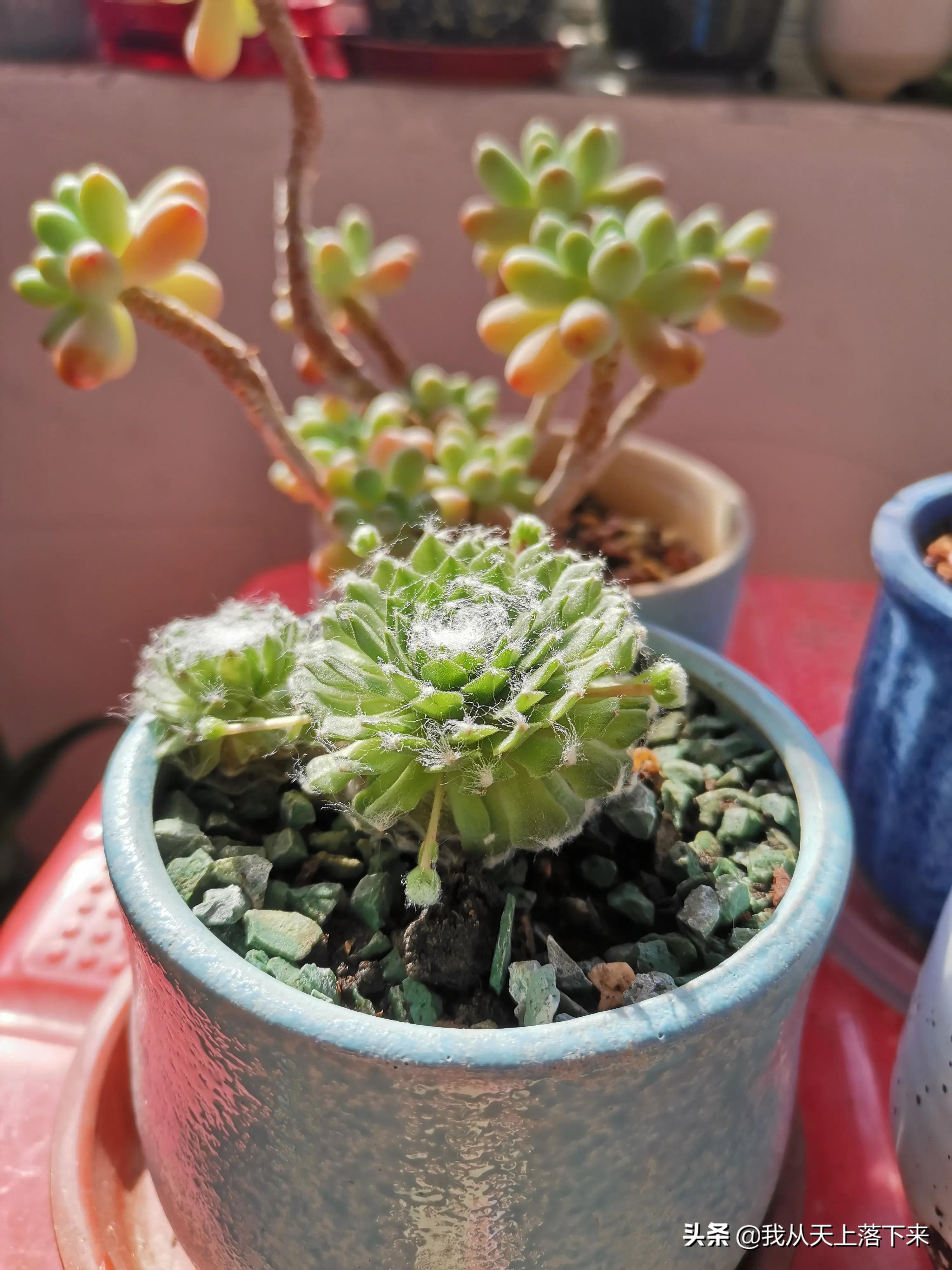 多肉品种及图片大全欣赏,多肉品种辨别图片大全欣赏