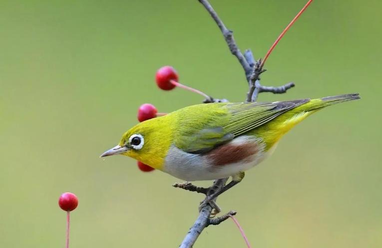 养哪种鸟可以赚钱,现在养什么鸟最赚钱还能繁殖