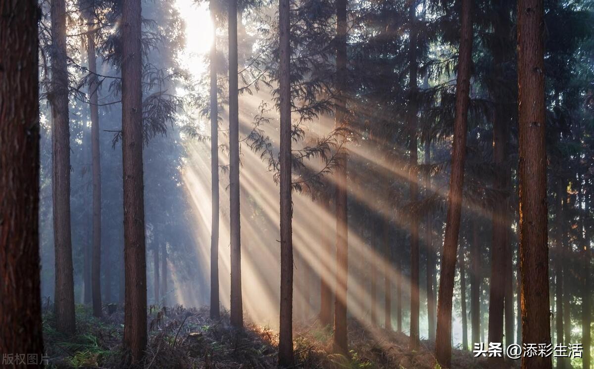 中考语文优秀作文优秀句子,有一束光照亮了我的世界作文500字