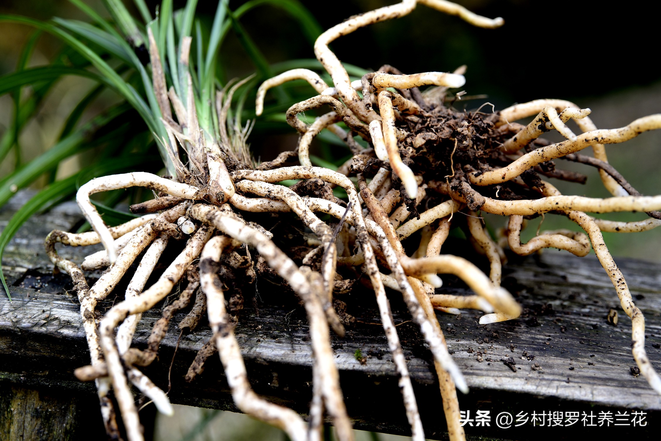 新手兰花不开花怎么办,新手养兰花不能做的事