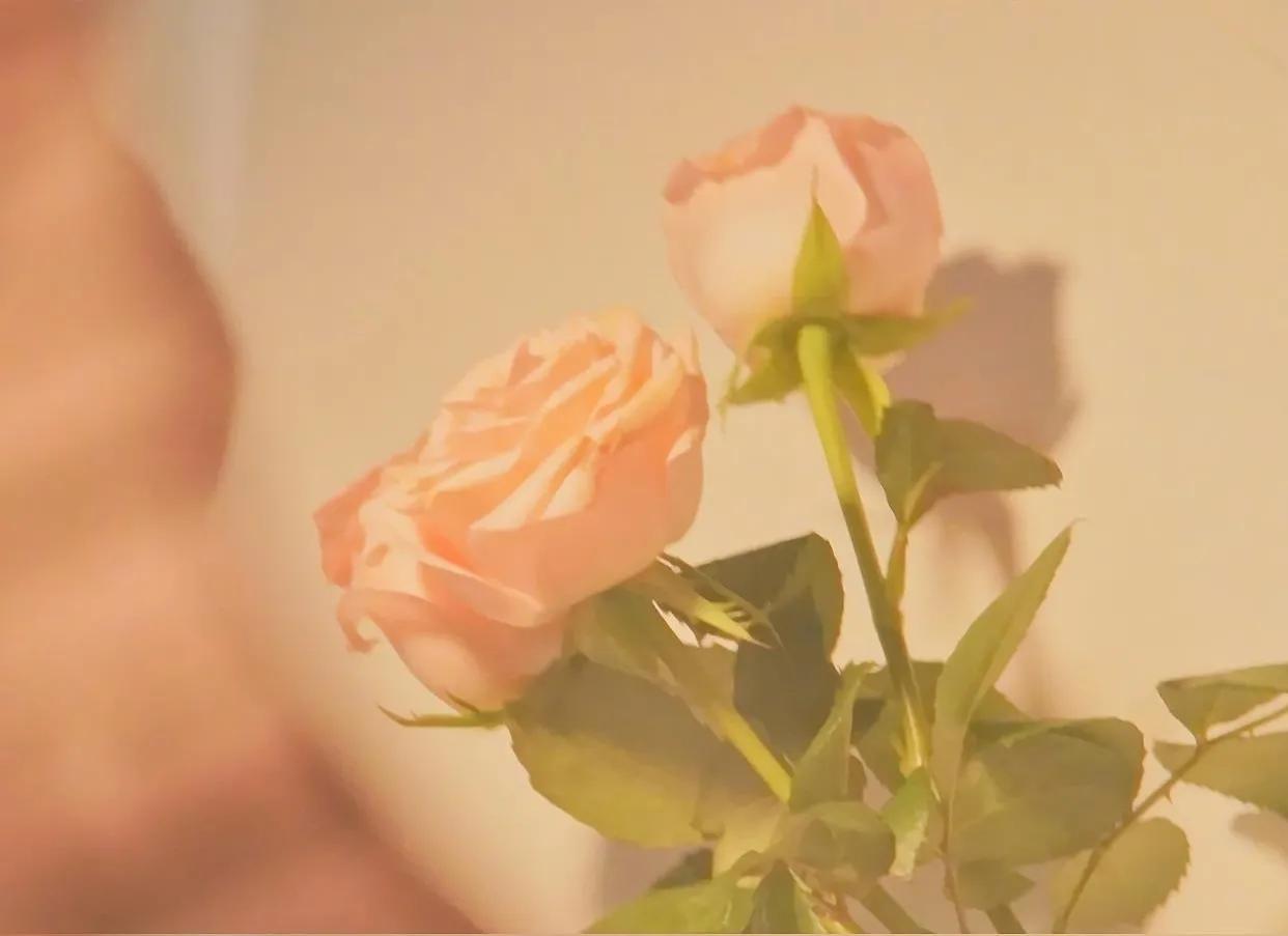 喜欢玫瑰的文案,玫瑰的浪漫文案