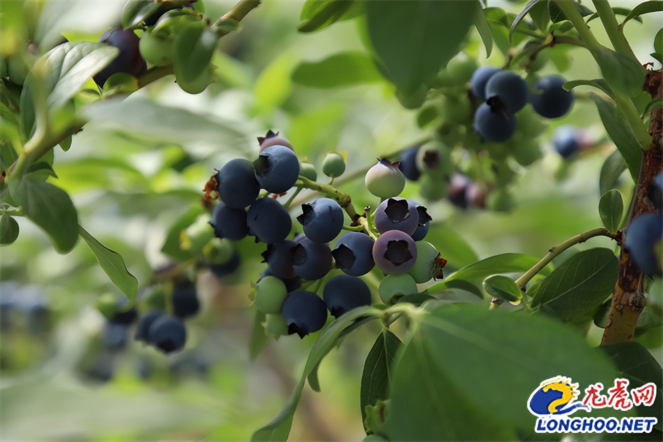 乡村振兴战略描绘美丽乡村新画卷,江宁谷里乡村田园