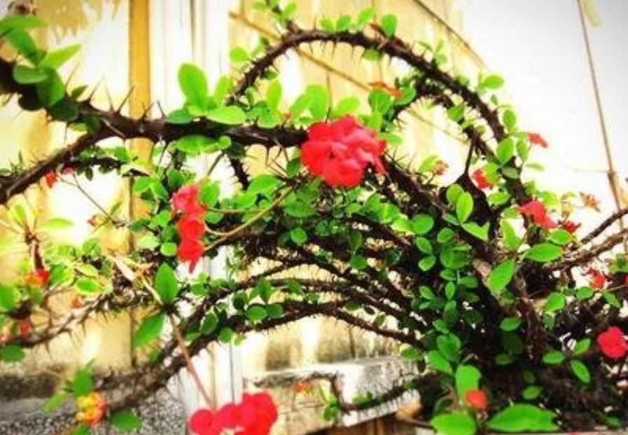 对房屋危害最大的植物,小区树木存在安全隐患