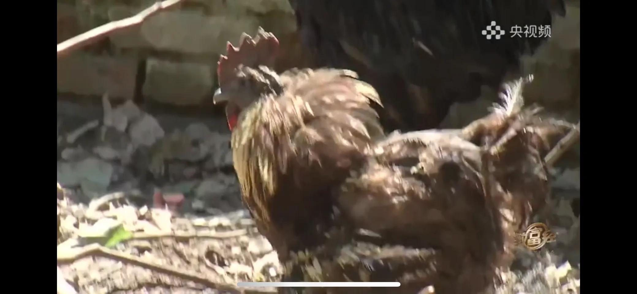 10万多只鸡养鸡场一年能挣多少,回村搞农业养殖一只鸡卖一万