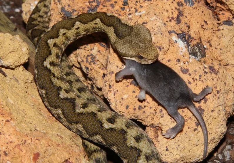 「原来欧洲有这么多种蛇？！」偷师卡塞尔的豢龙大师·下