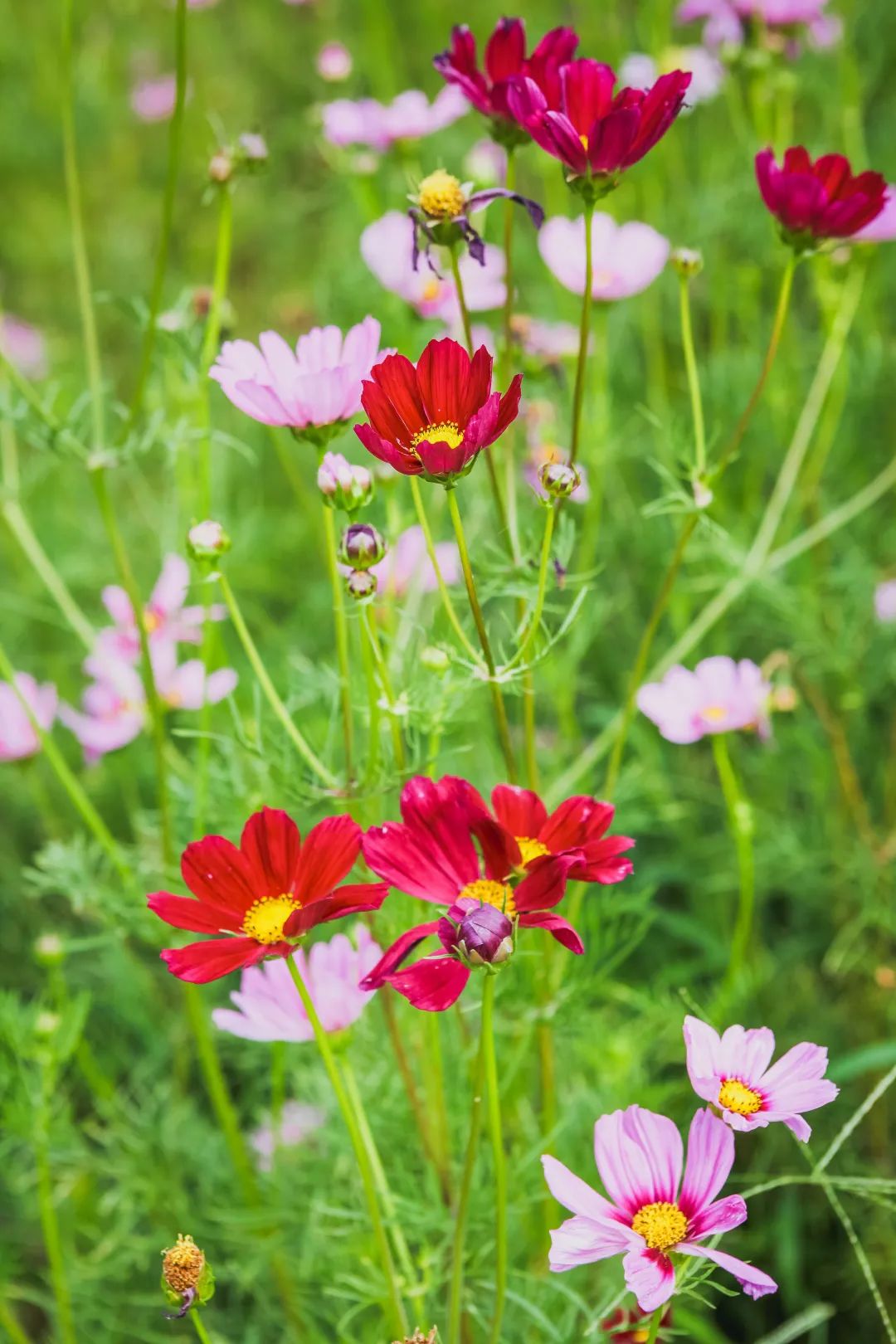 稻梦空间乡村生态观光园,稻梦空间采摘园