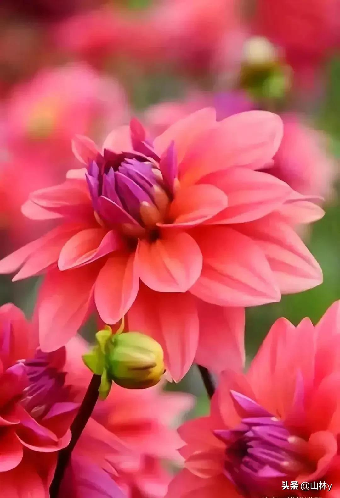 五颜六色的花朵养眼舒心,灵动秀美的花朵图片