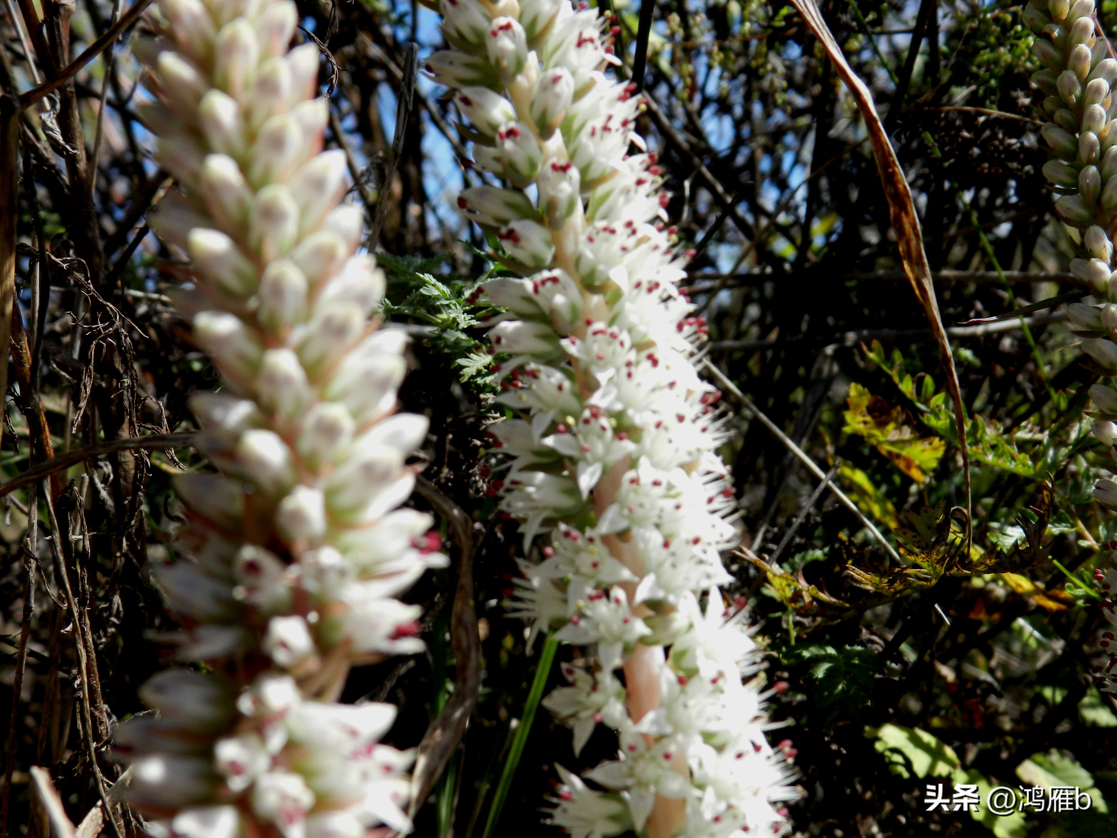 十大耐阴多肉植物,狼爪瓦松是多肉吗