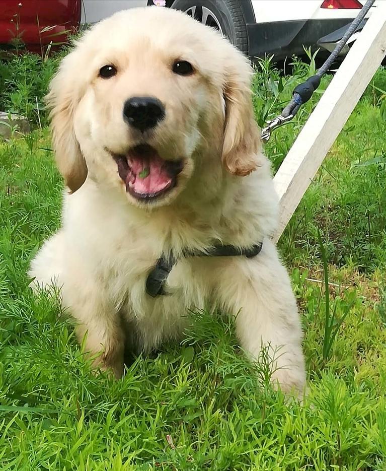 狗狗便便很臭全是血水,狗狗拉绿色便便很臭