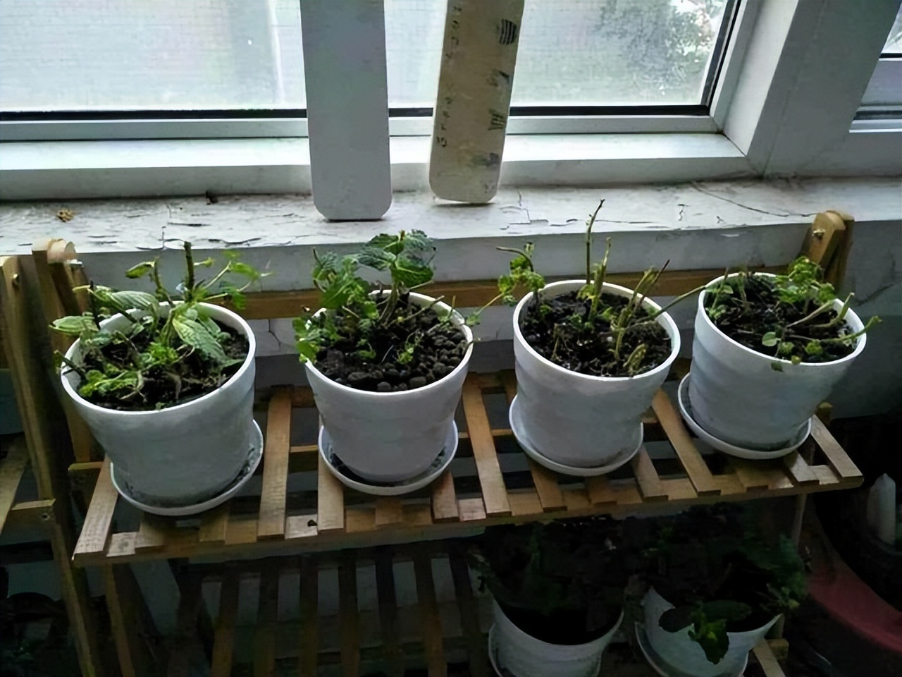 适合养在室内的吉利花有哪些,适合在北方养的吉利花