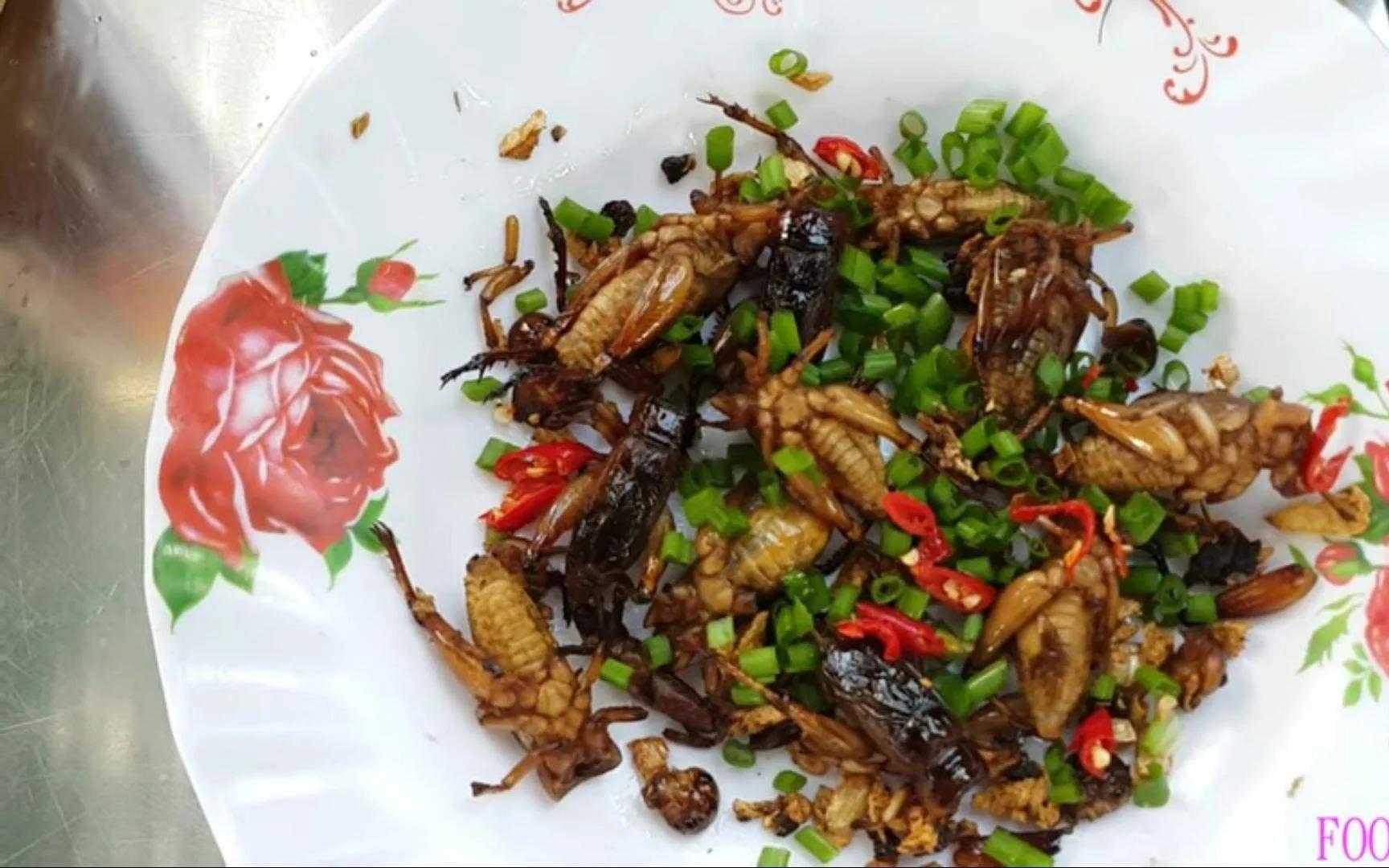 蟋蟀的用途和养殖技术图片,爬虫蟋蟀养殖技术