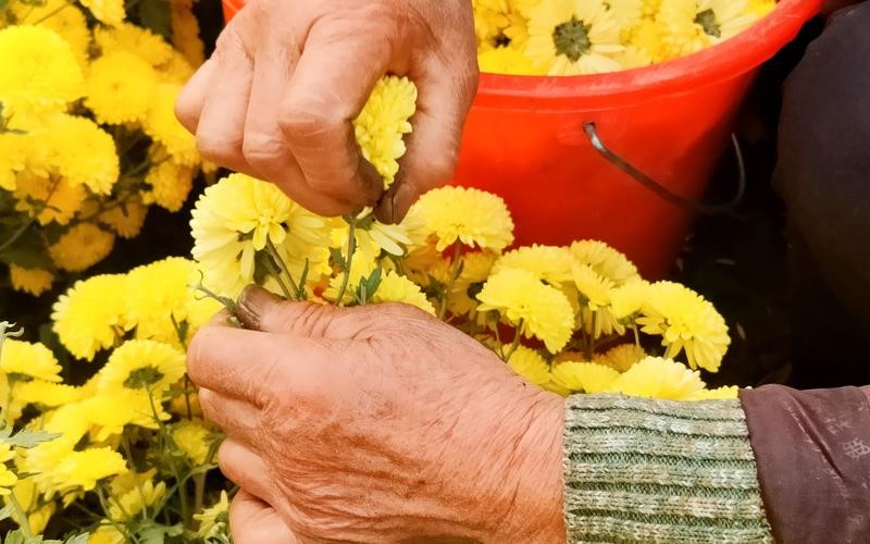 上了年纪要忌菊花茶？建议：牢记“2喝2不喝”，浑身舒爽精神好