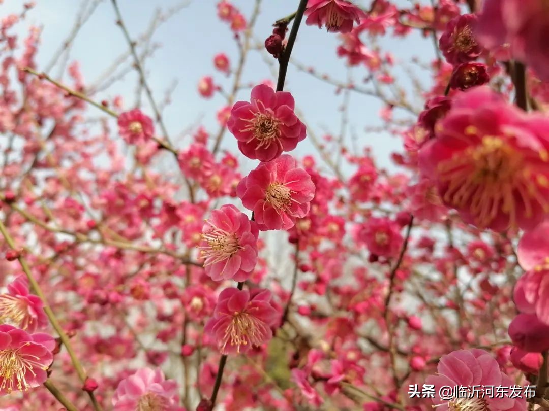 二十二天，二十四中人的热爱与坚守