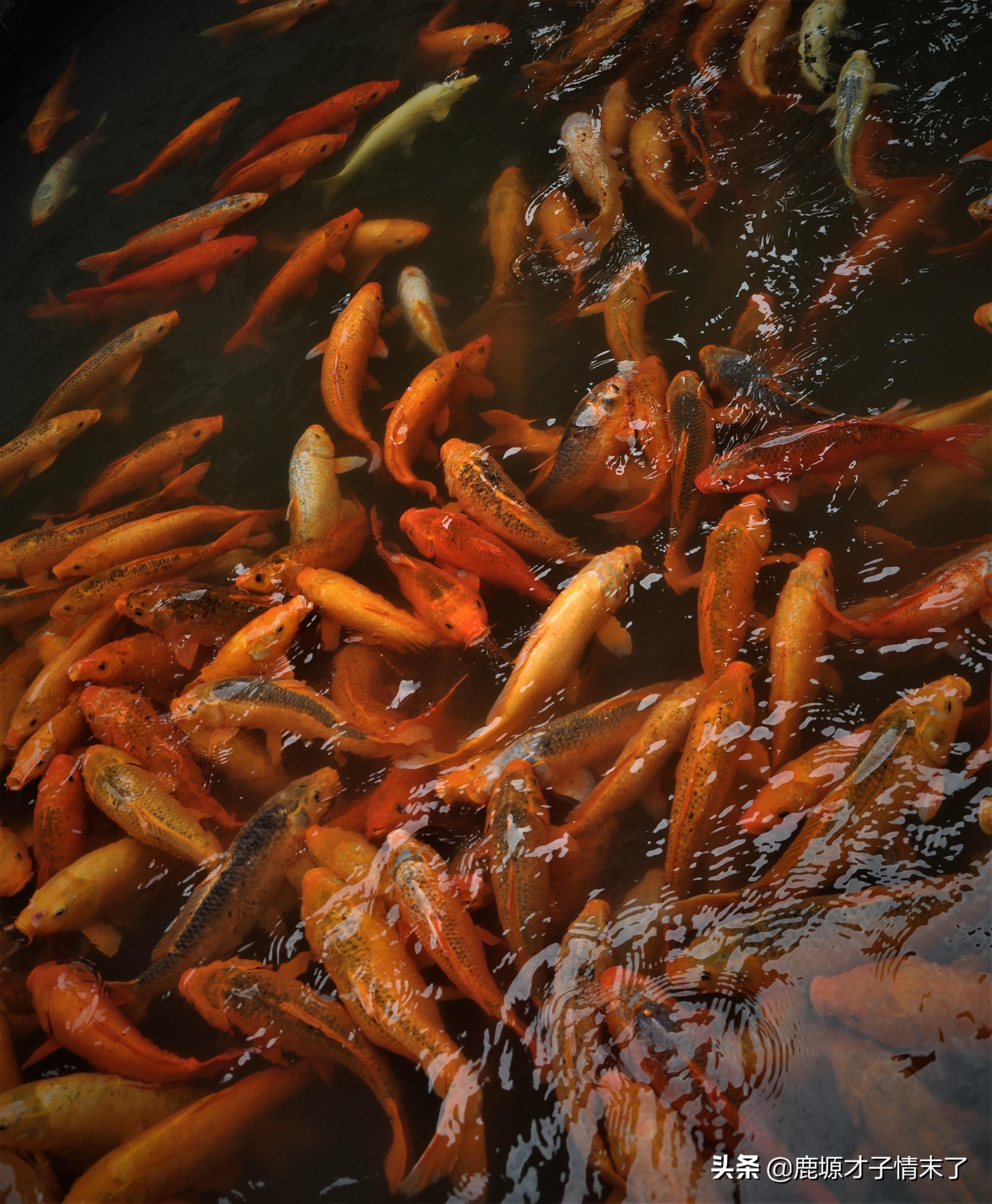 没有最美只有更美广西山水,醉美太湖和南浔古镇哪个好玩