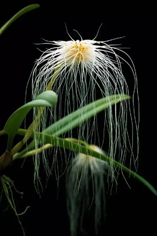 最美的100种兰花图片,欣赏一下最美的兰花