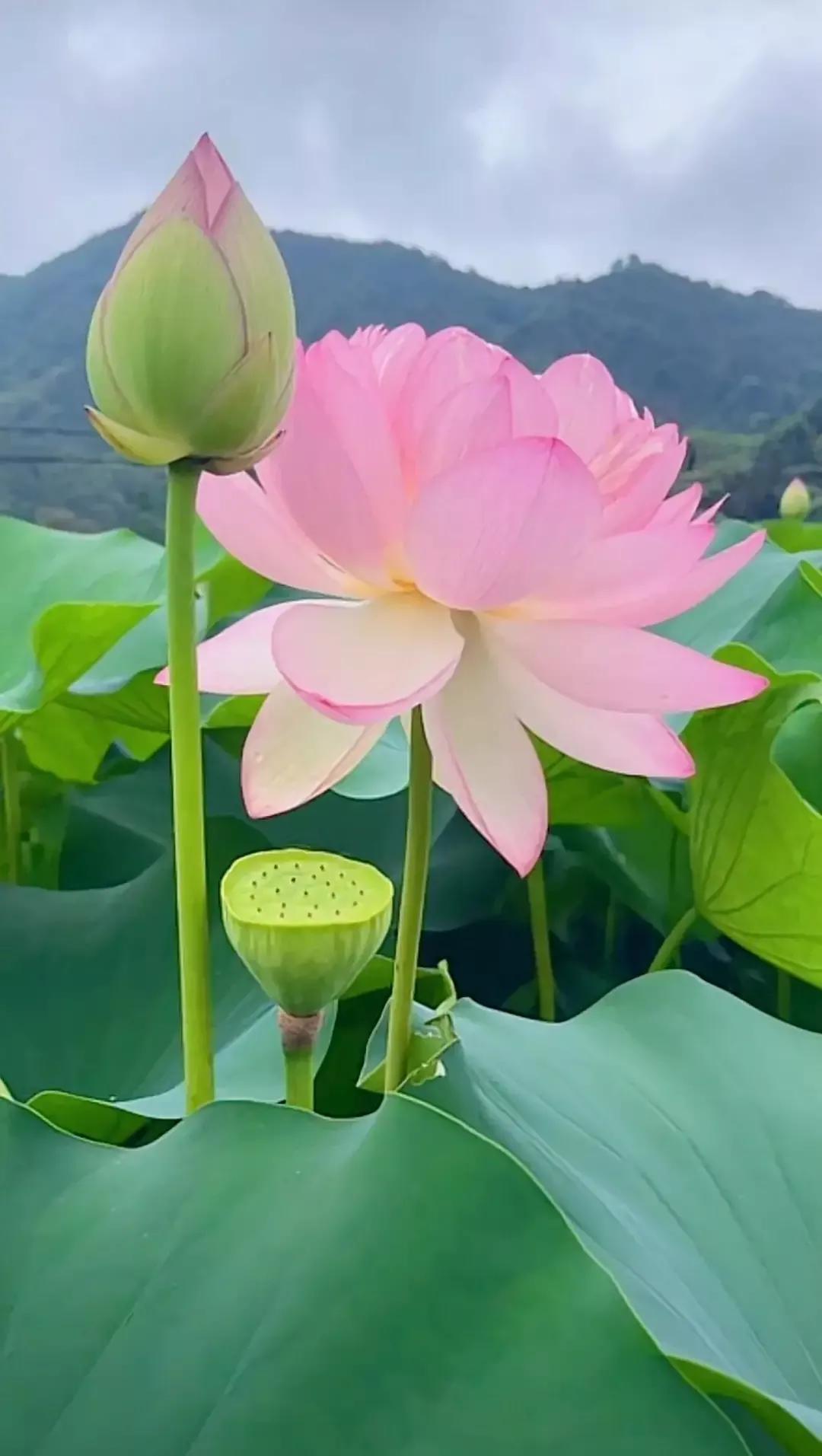 一个精神分裂者自述,一个精神分裂患者