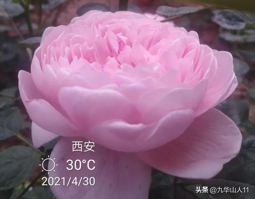 藤本月季品种列表,大红色藤本月季哪个品种好