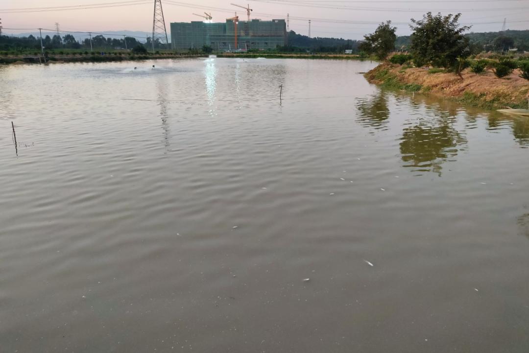 黄颡鱼鱼病诊断与防治图谱,黄颡鱼病爆发