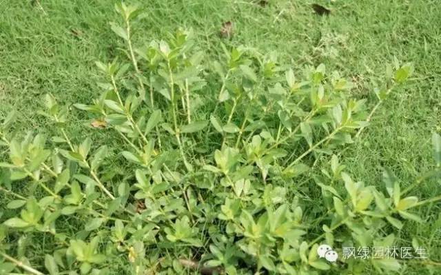 草坪杂草的防除方法,草坪杂草的物理防除