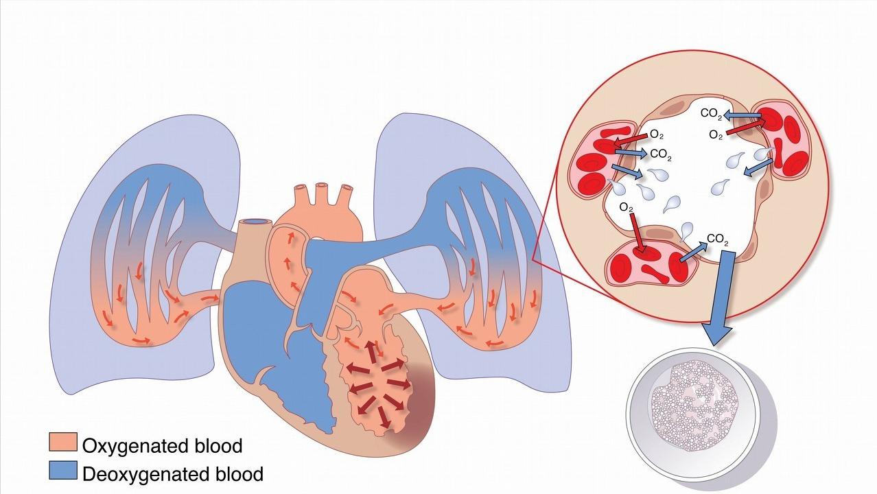 先心病感染严重吗,先心病引起的心衰能治愈吗