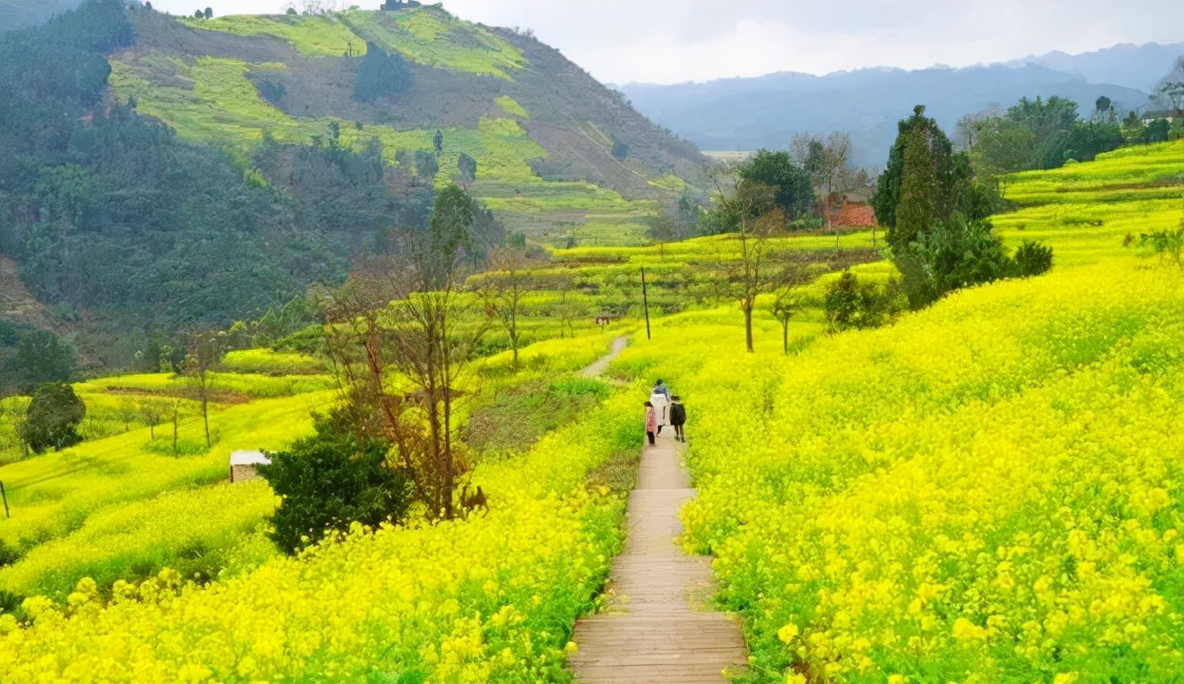 2022春节成都周边油菜花,2022年成都油菜花观赏地
