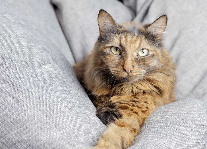 适合焦虑症养的狗,焦虑患者适合什么狗