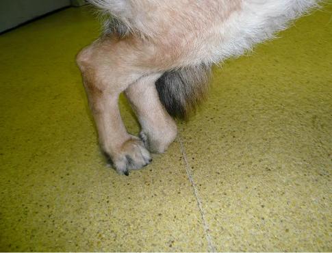 狗狗缺钙腿变形多久能补回来,狗狗缺钙怎么补最快最有效的方法