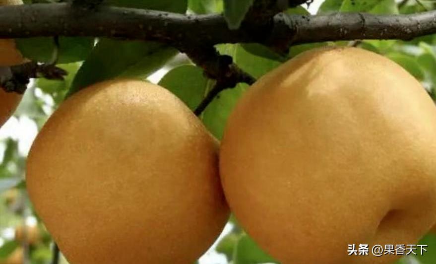 如此“秋月”伤不起