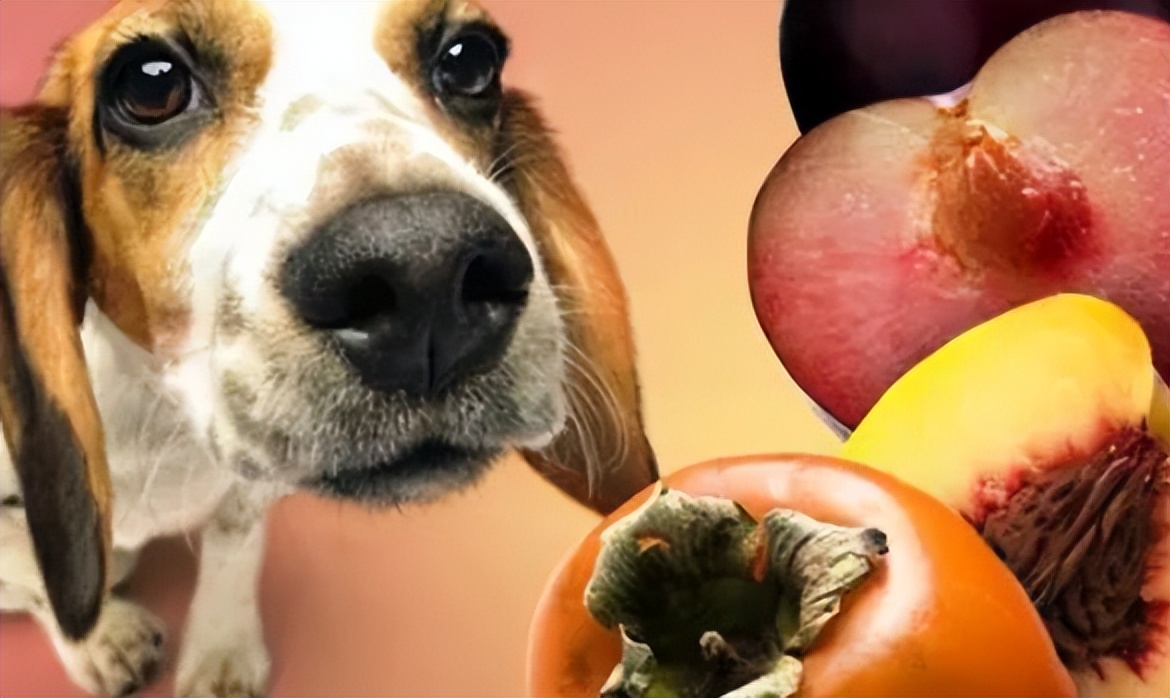 狗狗不能吃的水果清单表,狗狗不能吃的食物完整版