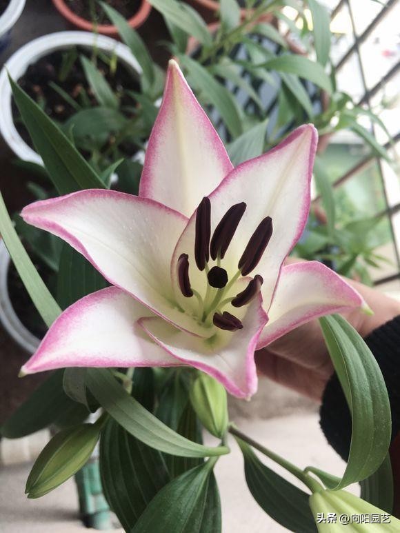 盆栽的百合花怎么养才多开花,庭院种百合花应注意些什么