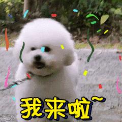 比熊犬要注意的事项,比熊犬撒娇的声音