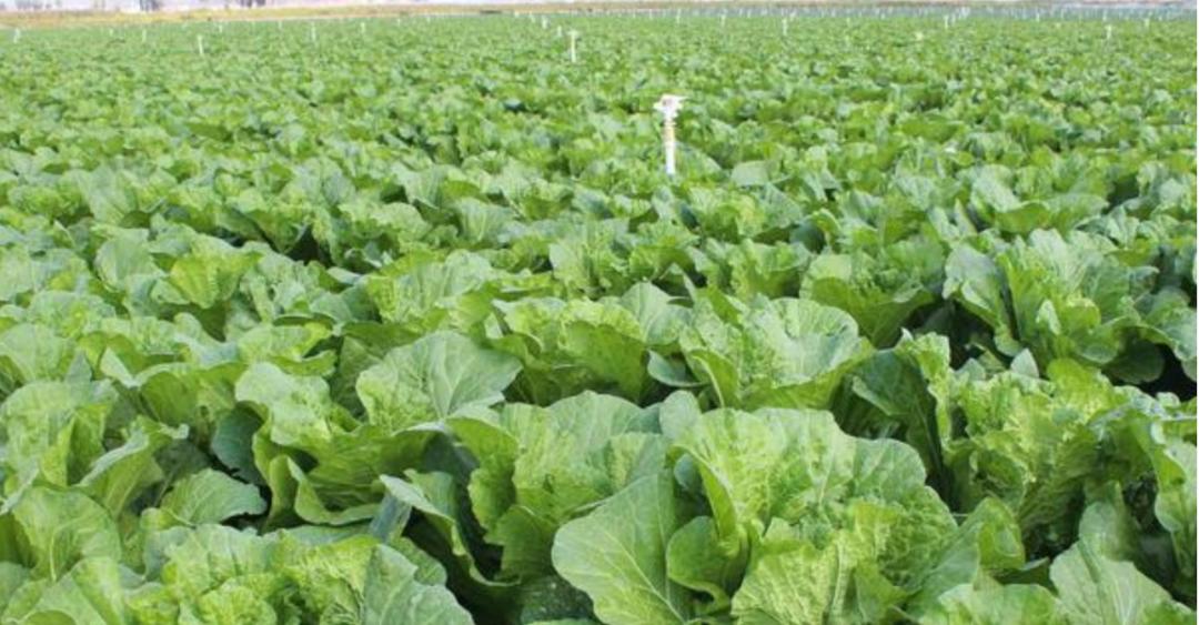 当一个南方人在北方吃西瓜,当一个南方人在北方点一个菜