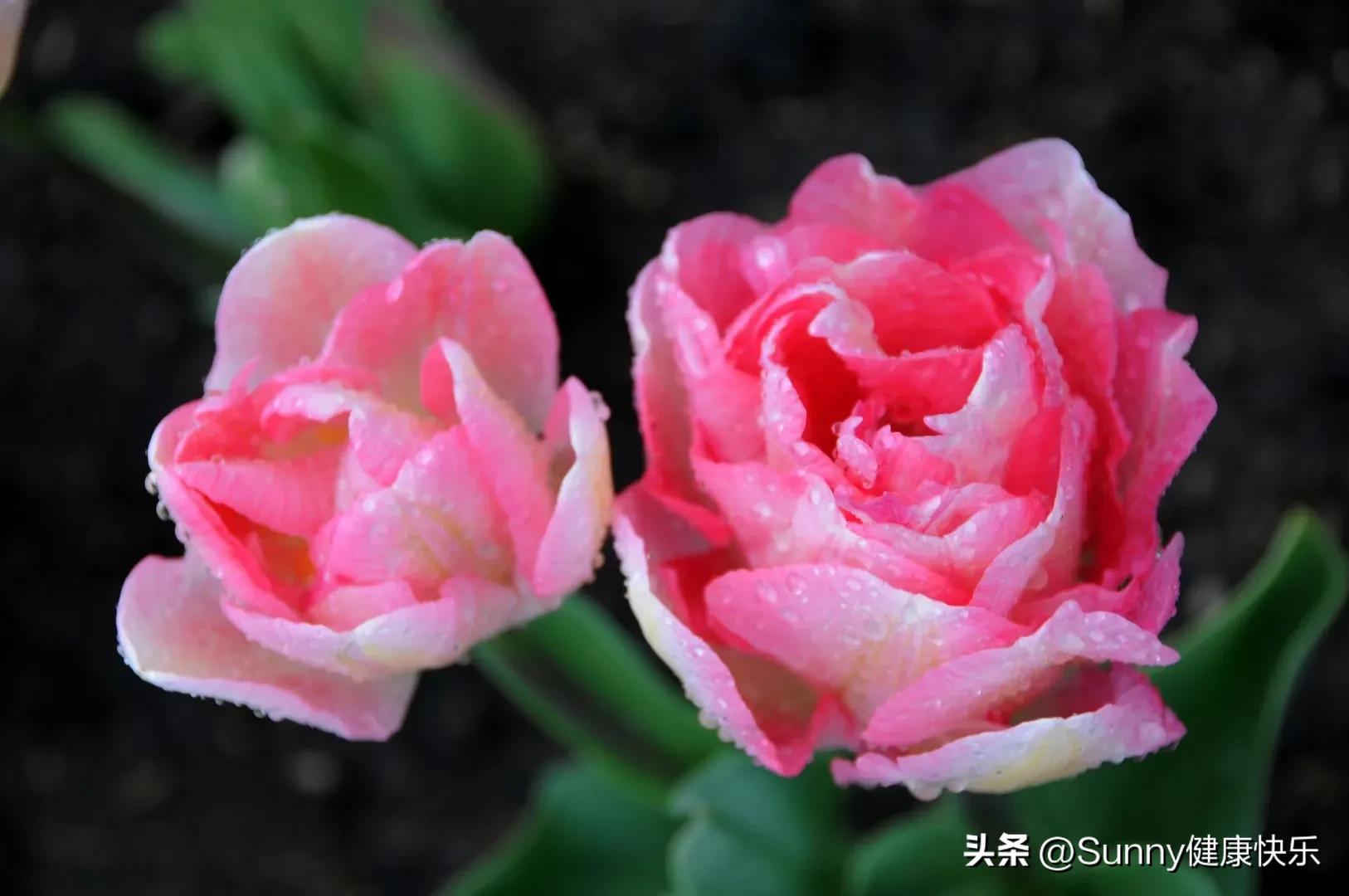 羽绒被被猫尿了怎么清洗,羽绒被被猫吐上去了怎么办