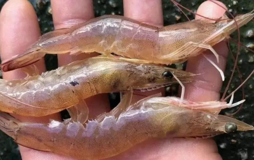 对虾肝肠孢虫脱离宿主能存活多久,对虾肝肠孢虫高发季