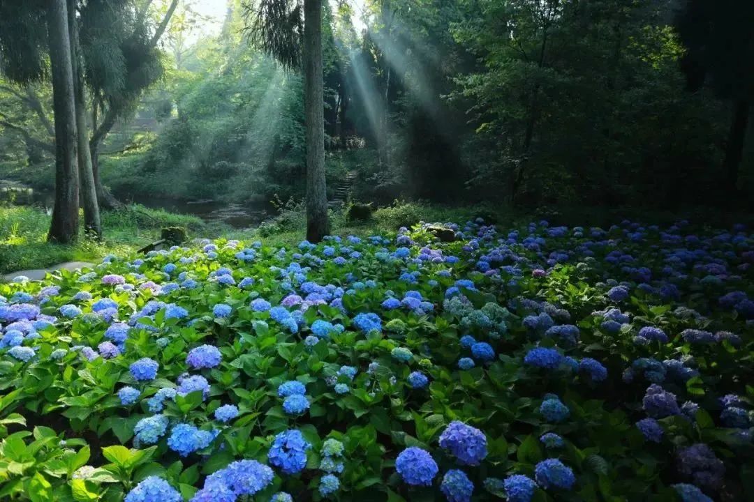 西昌特种兵式旅游攻略,邛崃旅游一日游