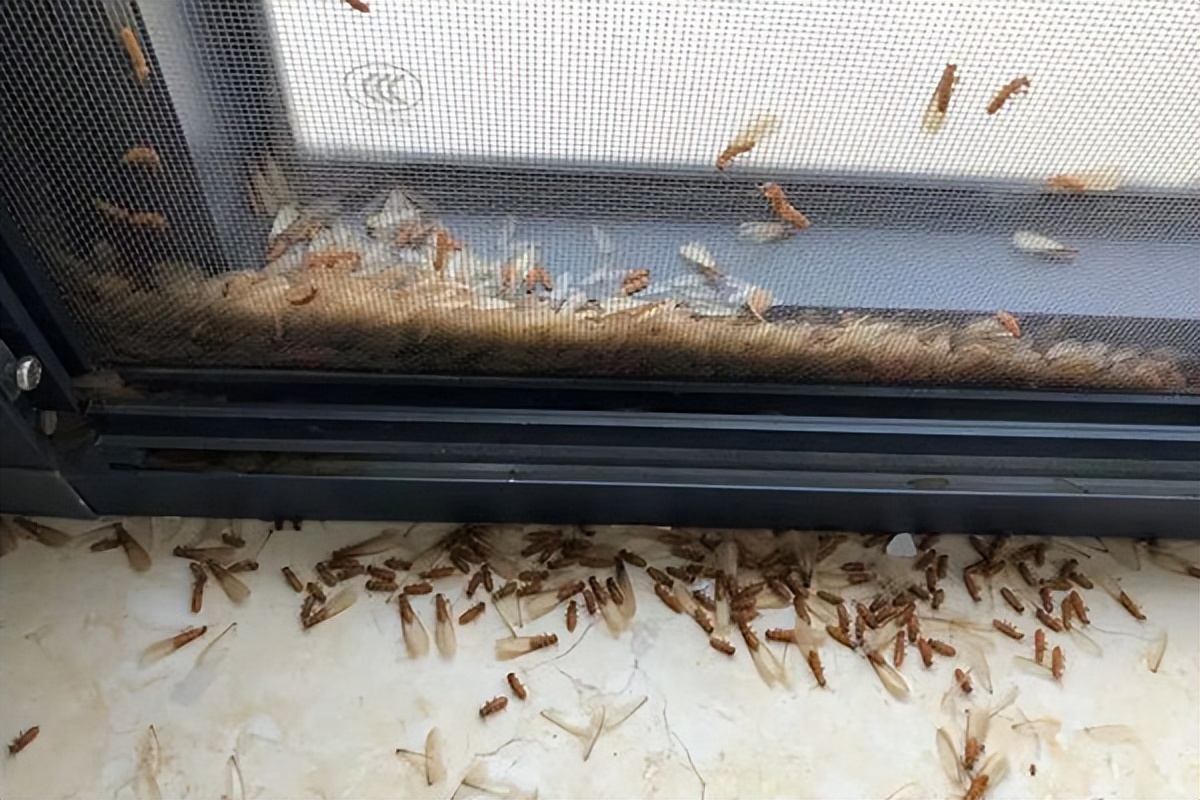 家中如何防治白蚁的方法,天宁区家里白蚁防治要多少钱