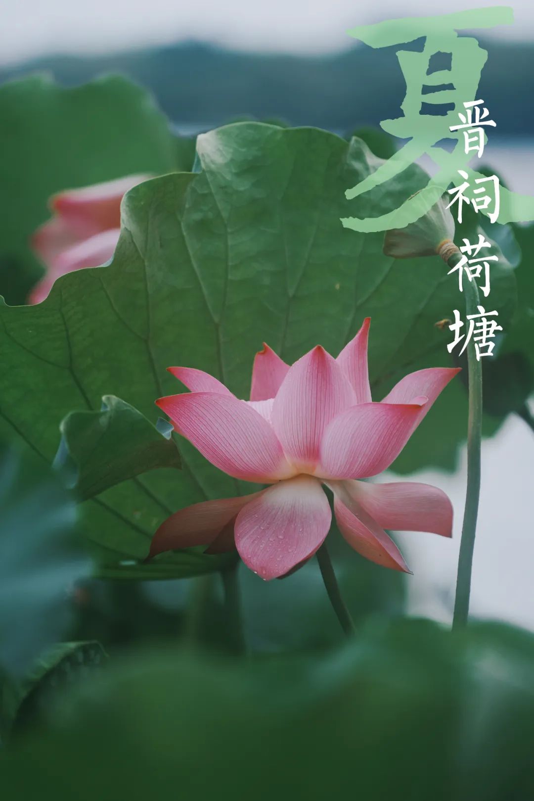 汾河主要特点和作用,汾河为什么属于黄河水系