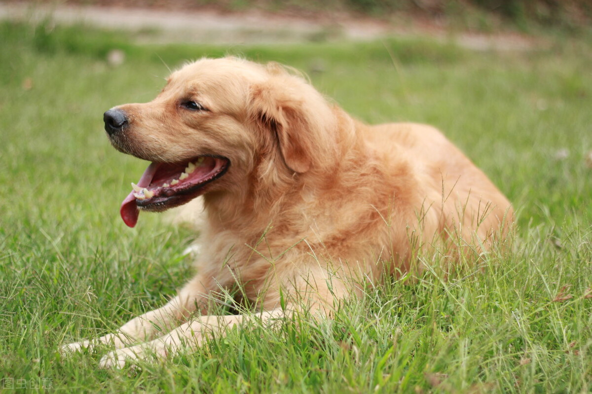 狗狗得胆囊炎的症状表现有哪些,狗狗切除胆囊后有影响吗