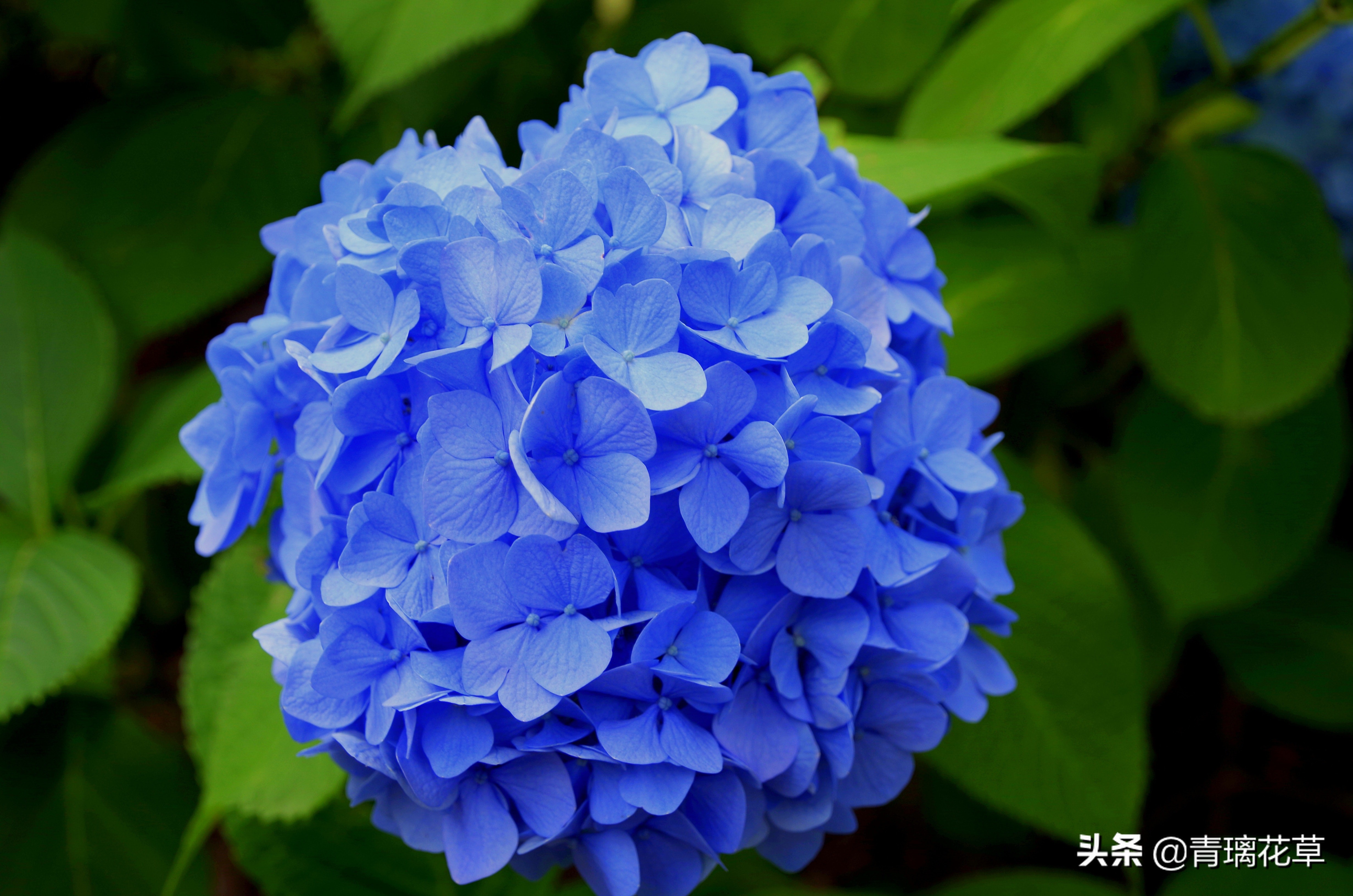 骗人花,四种坑人花